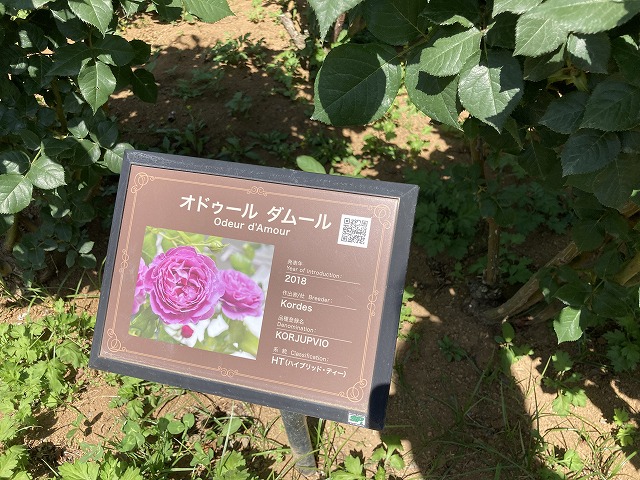 京成バラ園　香りがよかった「オドゥール・ダムール」