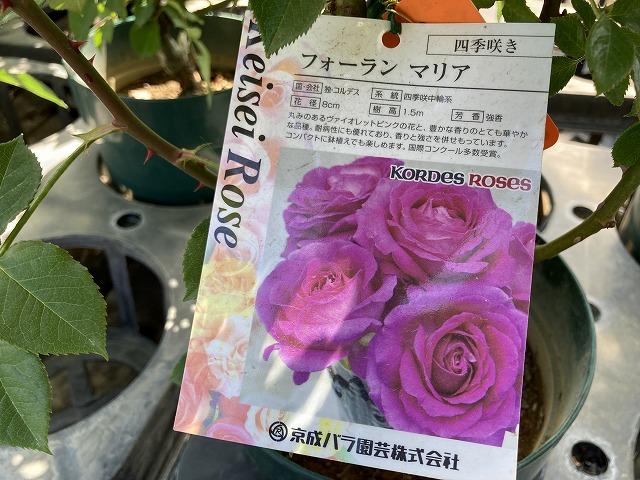 京成バラ園　ガーデンセンターの「フォーランマリア」