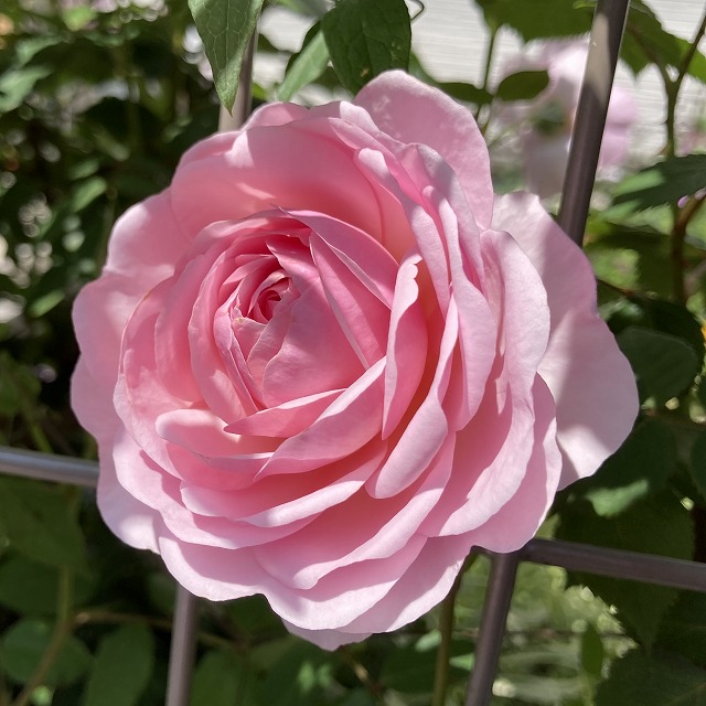オリビアローズオースチン 春 花 5年目 バラ ブログ バラ 特徴 育て方 春の花
