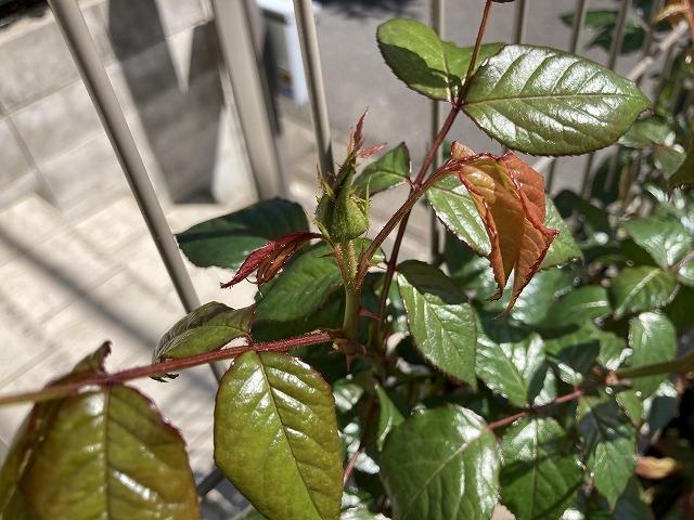 ティップントップ（２年目）　４月９日