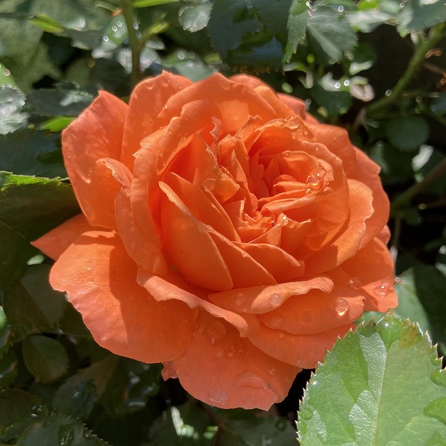 ビブレバカンス　バラ　３年目　特徴　育て方　オレンジ　ブログ　オレンジのバラ　メイアン　大苗　地植え　春の花　花持ち