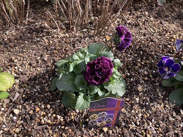 今年も育てたパンジー「ドラキュラ」！ 美しい赤紫色とフリルに魅了