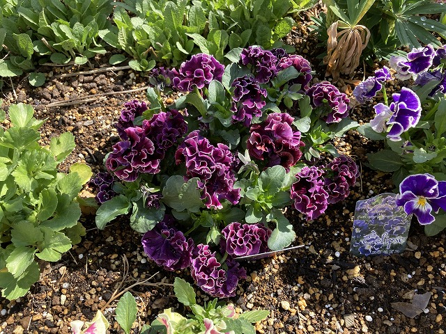 今年も育てたパンジー「ドラキュラ」！ 美しい赤紫色とフリルに魅了