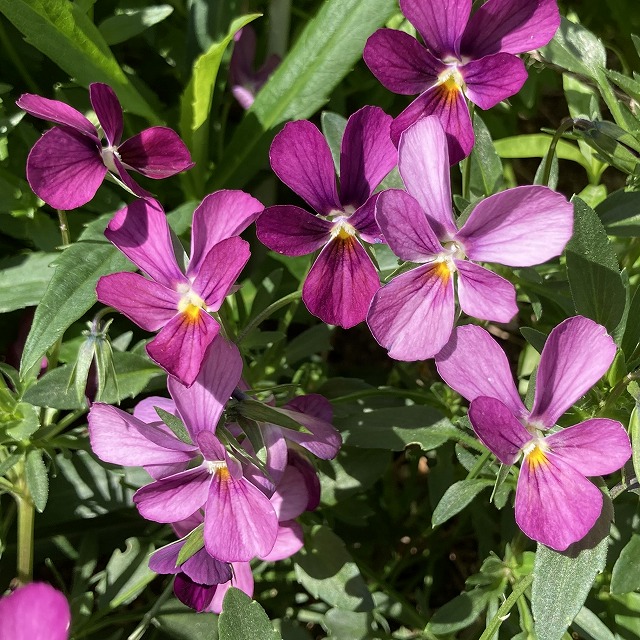 ビオラ　パピヨンワールド　苗　特徴　育て方　一年草　花言葉　うえた園芸　うえたビオラ