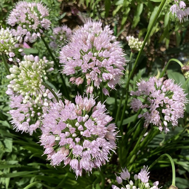 アリウム サマービューティ 花 特徴 育て方 比較 種類 多年草 宿根草 植えっぱなし サマービューティー ブログ