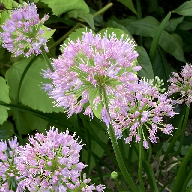 アリウム ミレニアム 花 花期 庭 特徴 育て方 比較 種類 多年草 宿根草 植えっぱなし ブログ