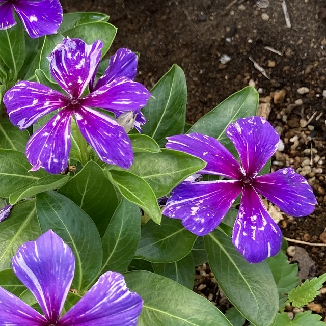 流れ星のような模様が素敵！ ニチニチソウ「流星」 - ズボラな週末