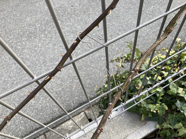 長く伸びた枝を、ローズフックで誘引!
