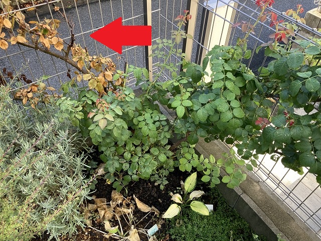 誘引した枝が部分的に枯れてしまった!