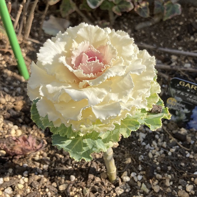 ハボタン ラッフル バニラ 特徴 育て方 一年草 多年草 花言葉 葉牡丹 地植え 花