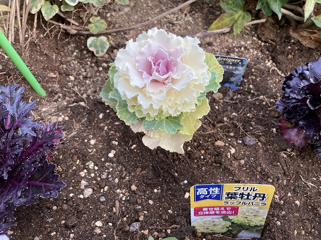 ハボタン「ラッフルバニラ」 植え付け 12月30日