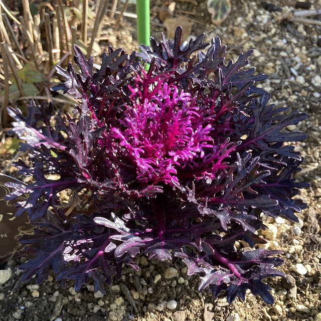 ハボタン 光子 ブラックスワン 特徴 育て方 成長記録 地植え 葉牡丹 花言葉 花 一年草