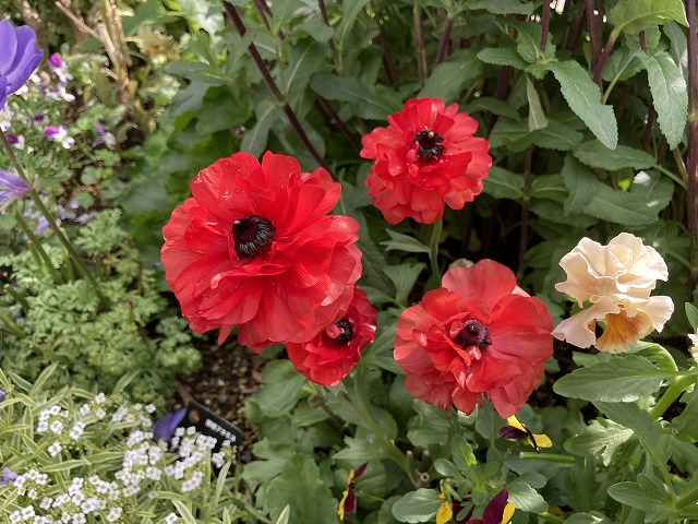 ラナンキュラス「綾リッチ」　１年目の開花