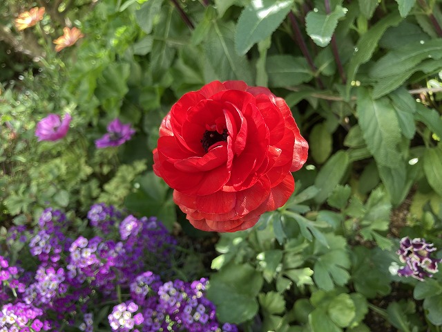 ラナンキュラス「綾リッチ」　２年目の開花