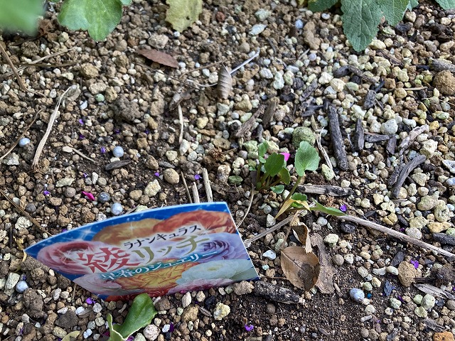 ラナンキュラス「綾リッチ」（３年目）　11月28日