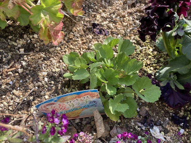 ラナンキュラス「綾リッチ」（３年目）　３月17日