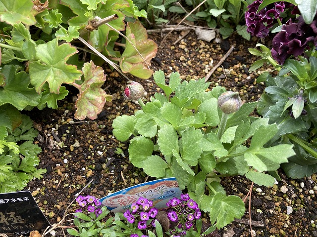 ラナンキュラス「綾リッチ」（３年目）　４月７日