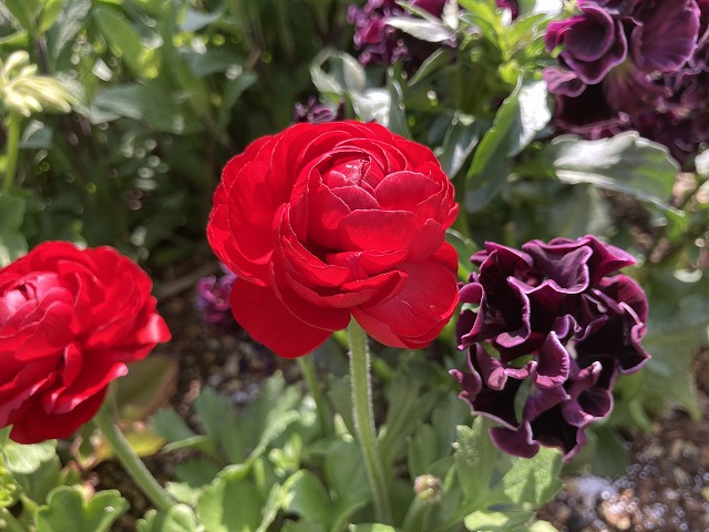 ラナンキュラス「綾リッチ」（３年目）　４月７日