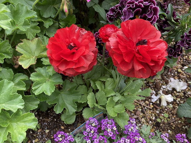 ラナンキュラス「綾リッチ」（３年目）　４月21日