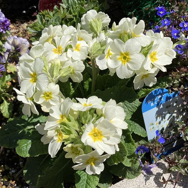 ガーデンプリムラ アラカルト アラカルトシュシュ ホワイト 特徴 育て方 花言葉 夏越し 地植え 花壇