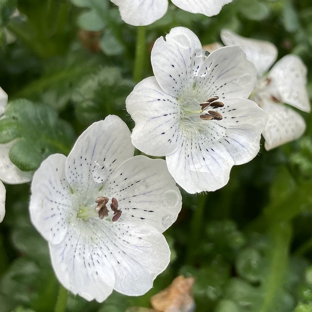 ネモフィラ スノーストーム 特徴 育て方 花言葉 一年草 苗 こぼれ種