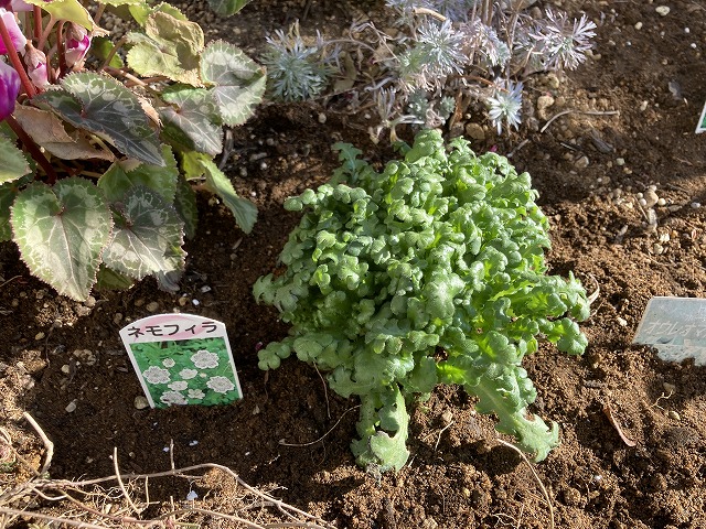 ネモフィラ「スノーストーム」 植え付け 2月13日