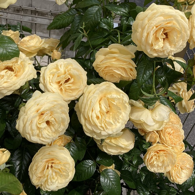 コルデス バラ ティップントップ 3年目 ブログ 鉢苗 開花苗 地植え 庭植え 植え方 植え付け方 耐病性 ハイブリッドティー 春の花 初心者向け おすすめ