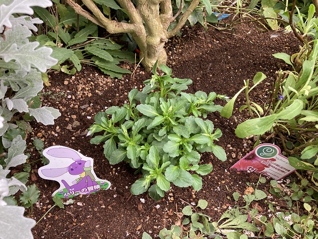 ビオラ「ハリーの冒険」 植え付け 11月7日