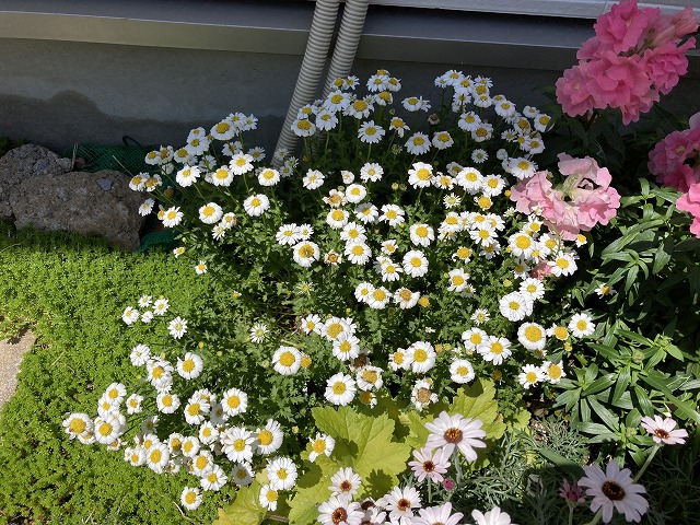 八重咲きノースポール「雪の華」 5月3日