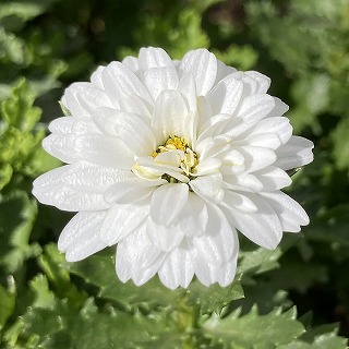 雪の華・2月