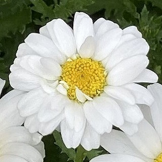 雪の華・4月