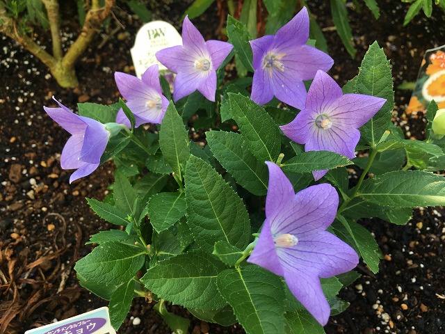 キキョウ・センチメンタルブルー　１年目