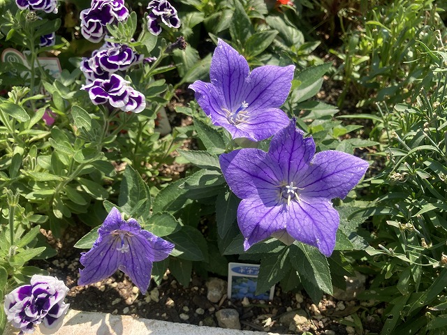 キキョウ・センチメンタルブルー　２年目