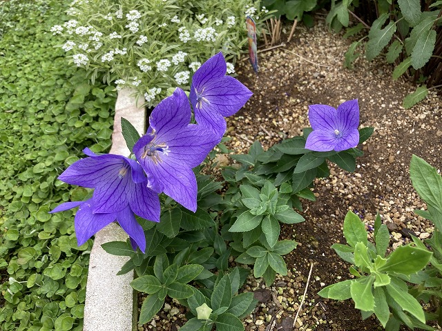 キキョウ・センチメンタルブルー　３年目