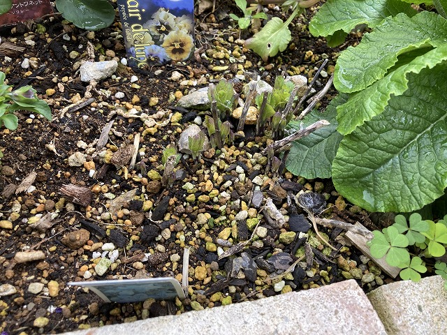 キキョウ・センチメンタルブルー（５年目）　11月28日