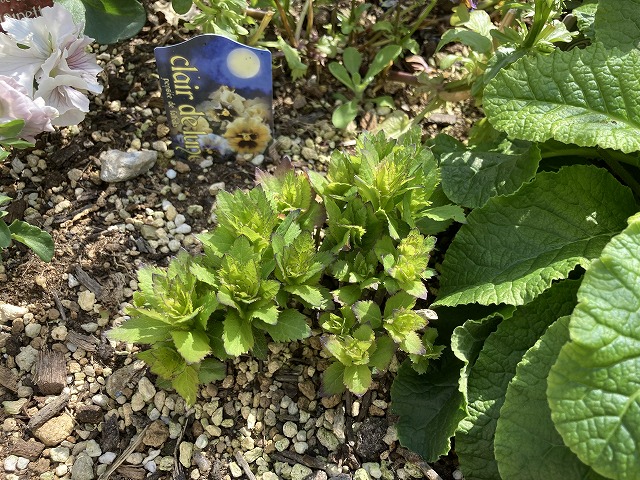 キキョウ・センチメンタルブルー（５年目）　４月14日