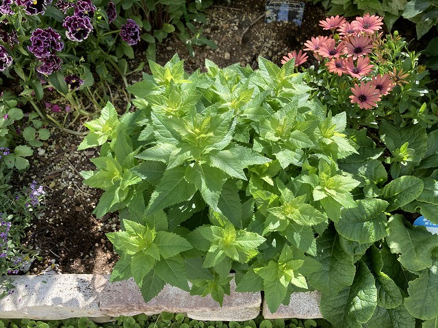 キキョウ・センチメンタルブルー（５年目）　５月４日