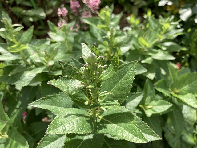 キキョウ・センチメンタルブルー（５年目）　５月26日