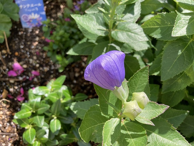 キキョウ・センチメンタルブルー（５年目）　６月５日