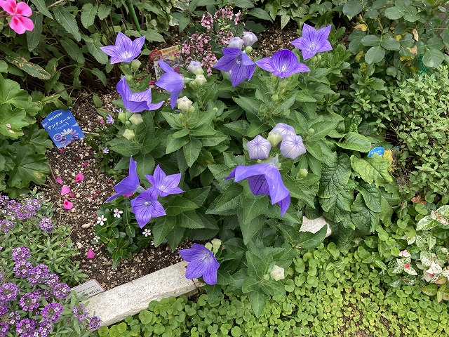 キキョウ・センチメンタルブルー（５年目）　６月９日