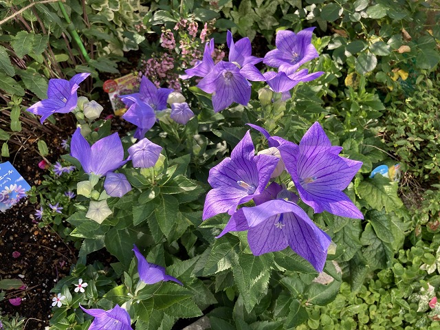 キキョウ・センチメンタルブルー（５年目）　６月11日