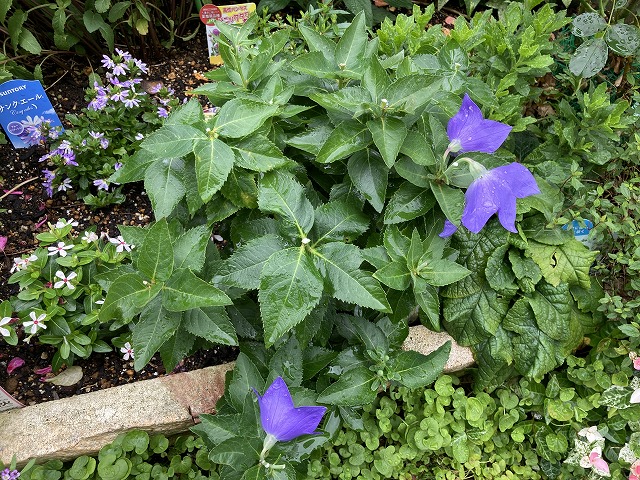 キキョウ・センチメンタルブルー（５年目）　６月23日