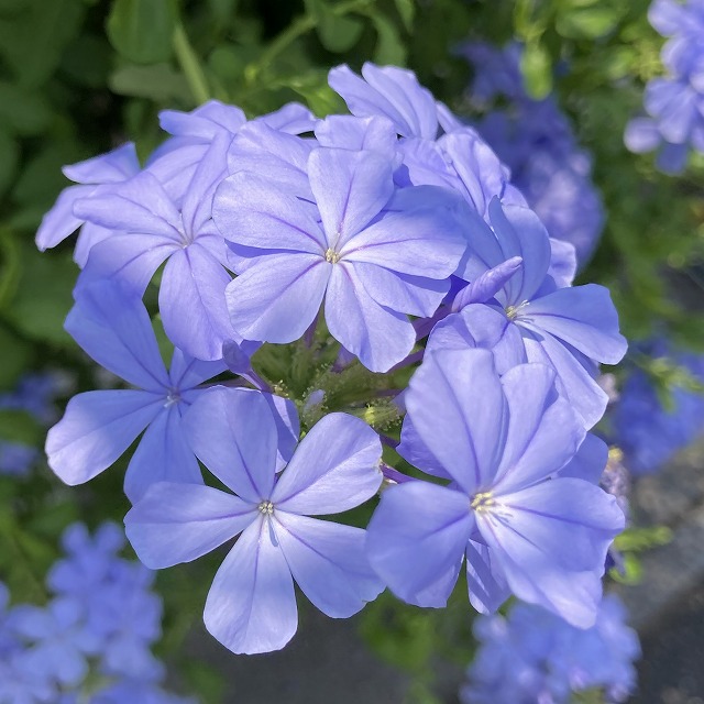 プルンバーゴ ルリマツリ苗 S115399898新品 通販