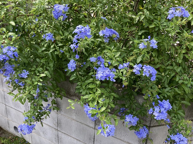 6年目のルリマツリ、挿し木で更新して開花！ - ズボラな週末ガーデニング