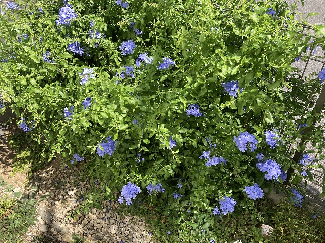 6年目のルリマツリ、挿し木で更新して開花！ - ズボラな週末ガーデニング