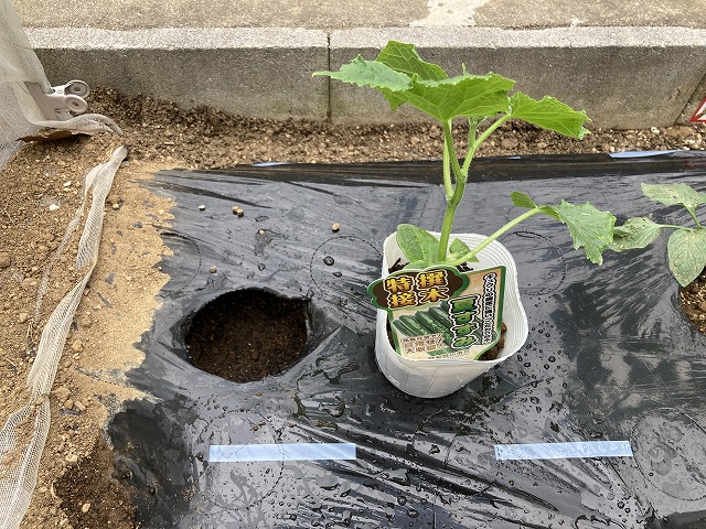 キュウリ「夏すずみ」 植え付け 5月6日
