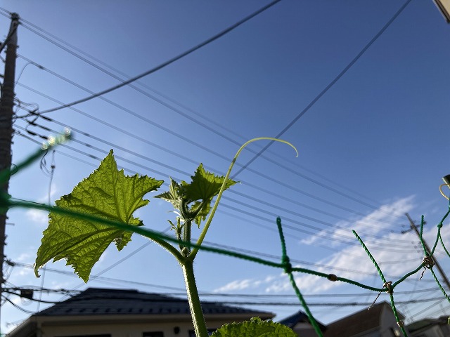 キュウリ「夏すずみ」 6月11日