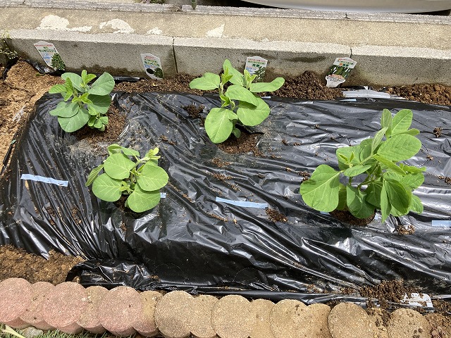 ４種の枝豆　植え付け　４月29日