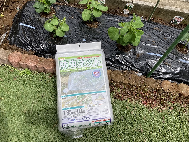 ４種の枝豆　植え付け　４月29日