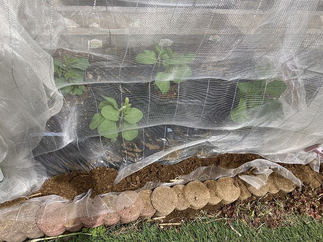 ４種の枝豆　４月29日　防虫ネット